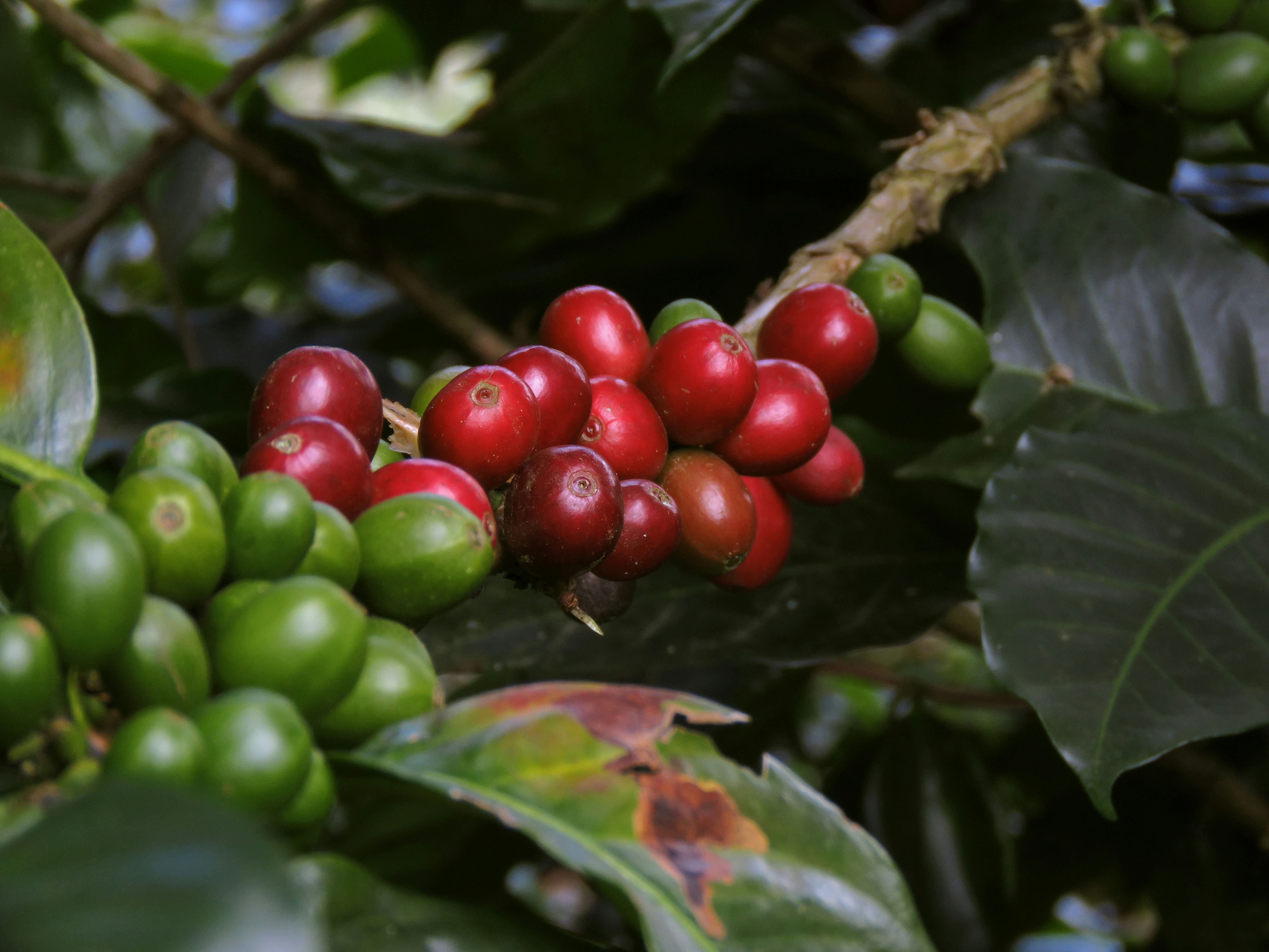 Close-up of vibrant tropical leaves